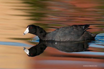 American Coot