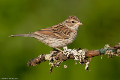 Chipping Sparrow, juvenile