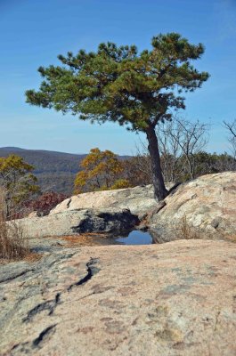 Tree growing out of rock.jpg