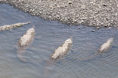 Crocodiles of the Tarcoles River