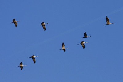 Common Cranes/Kraanvogel