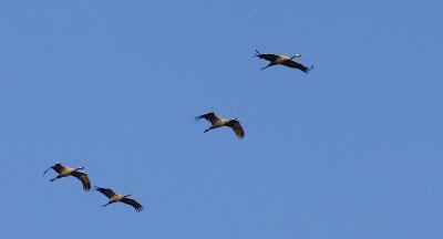 Common Cranes/Kraanvogel