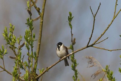Reed Bunting/ Rietgors