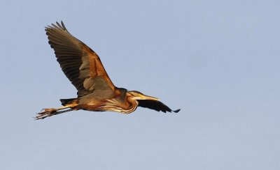 Purple heron/Purperreiger