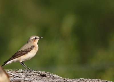 Common Wheatear/ Tapuit