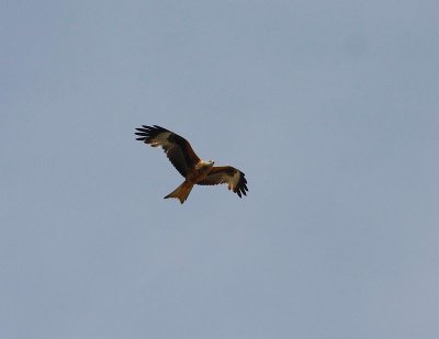 Red Kite/ Rode Wouw