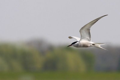 Common Tern/Visdief