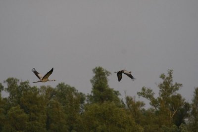Common Crane/ Kraanvogel