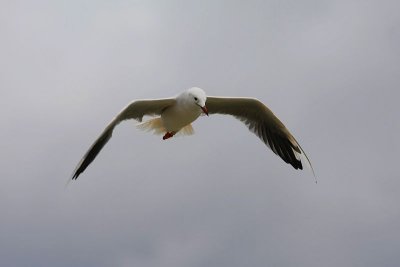 g4/95/896295/3/137878526.GODeKcnE.jpg