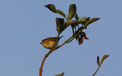 Yellow Browed Warbler/ Bladkoning