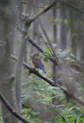 Red Flanked Bluetail / Blauwstaart