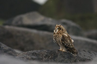 Marsh Owl / Velduil
