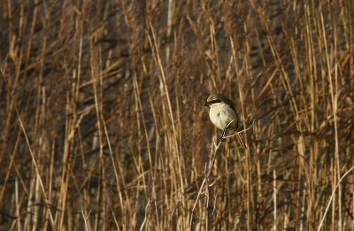 Long-tailed Shrike / Langstaartklauwier
