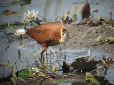 African Jacana/ Afrikaanse lelieloper