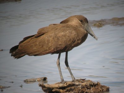 Hamerkop