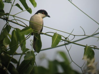 Northern puffback