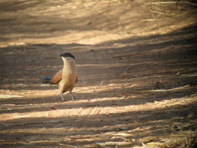 Senegal Coucal / Senagalese Sporenkoekoek