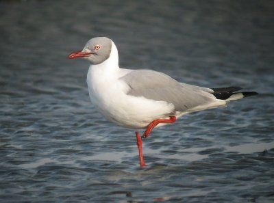 Grey-headed Gull/ Grijskopmeeuw
