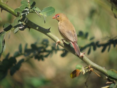 Red Billed Firefinch