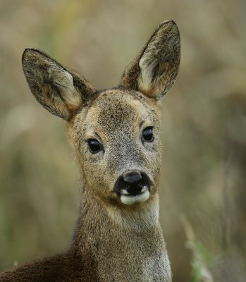 Ree / Roe Deer