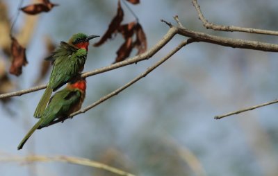 Red-throated Bee-eater / Roodkeelbijeneter