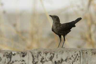 Northern anteater Chat /  Bruine Miertapuit