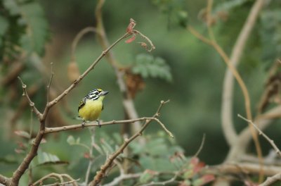 Yellow-fronted tinkerbird / Geelvoorhoofdketellapper