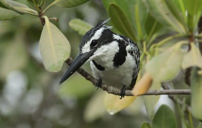 Pied Kingfisher / Bonte ijsvogel