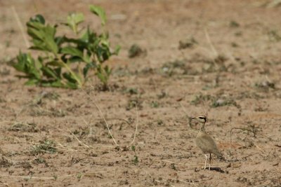 Temminck's Courser/  Temminck Renvogel