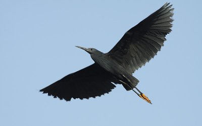 Black Egret / Zwarte Reiger