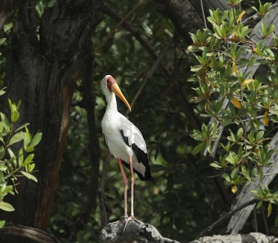 Yellow billed stork / Afrikaanse Nimmerzat