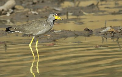 Wattled lapwing / Lelkievit