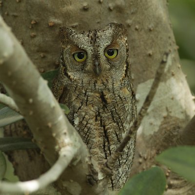 African scops owl / Afrikaanse Dwergooruil