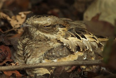 Long-tailed nightyar / Mozambikaanse Nachtzwaluw