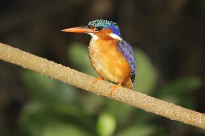 Malachite Kingfisher / Malachietijsvogel