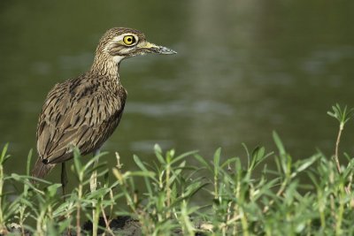 Senegal Thick-knee / Senegalese Griel