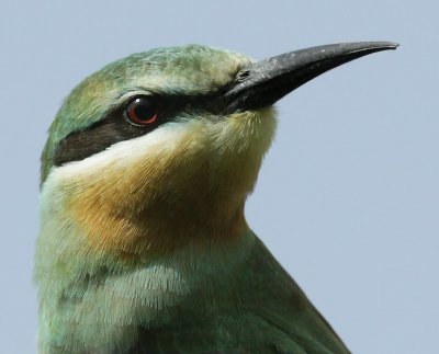 Blue-cheeked Bee-eater / Groene Bijeneter