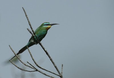 Blue-cheeked Bee-eater / Groene Bijeneter