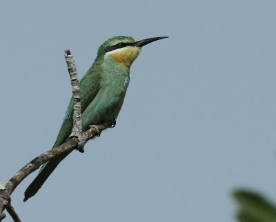 Blue-cheeked Bee-eater / Groene Bijeneter
