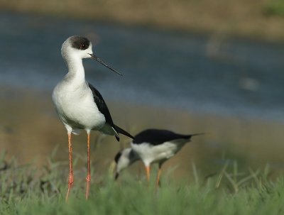 Black-winged stilt / Steltkluut