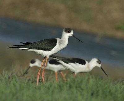 Black-winged stilt / Steltkluut