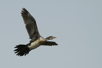 Long-tailed Cormorant / Afrikaanse Dwergaalscholver