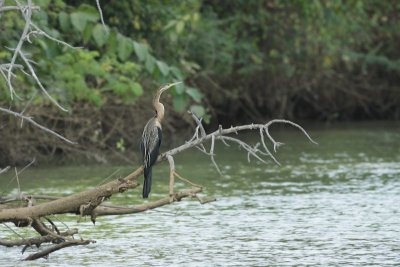 African Darter / Slangenhalsvogel