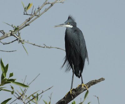 Western Reef Heron / Westelijke rifreiger