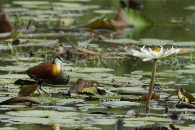 African Jacana / Afrikaanse Lelieloper