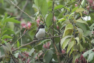 Western Violet Backed sunbird / Violetrug-honingzuiger