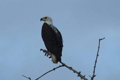 African Fish Eagle / Afrikaanse Visarend