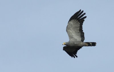 African Harrier Hawk /  Kaalkopkiekendief