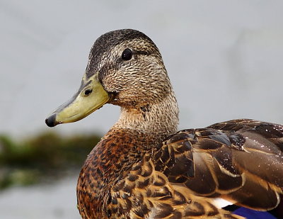 Canard colvert, Mallard Duck
