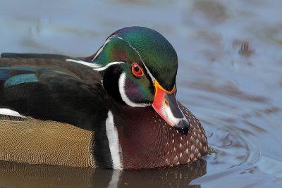Canard branchu